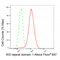 KD-Validated WDR1 Rabbit mAb (20 μl)