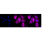 KD-Validated WDR1 Rabbit mAb (20 μl)