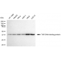 KD-Validated TARDBP Rabbit mAb (20 μl)
