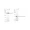 KD-Validated TARDBP Rabbit mAb (20 μl)