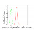 KD-Validated ACAT2 Rabbit mAb (20 μl)