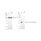 KD-Validated ACAT2 Rabbit mAb (20 μl)