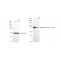 KD-Validated Phospho-PKCA (T497) Rabbit mAb (20 μl)