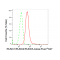 KD-Validated RUNX1/RUNX2/RUNX3 Rabbit mAb (20 μl)