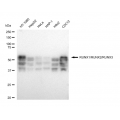 KD-Validated RUNX1/RUNX2/RUNX3 Rabbit mAb (20 μl)
