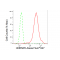 KD-Validated HNRNPK Rabbit mAb (20 μl)