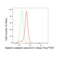 KD-Validated KATNA1 Rabbit mAb (20 μl)