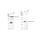 KD-Validated GAL3 Rabbit mAb (20 μl)