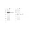 KD-Validated LMAN1 Rabbit mAb (20 μl)