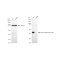 KD-Validated Phospho-PBK (Thr9) Rabbit mAb (20 μl)