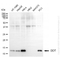 KD-Validated DDT Mouse mAb (20 μl)