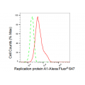KD-Validated RPA1 Rabbit mAb (20 μl)