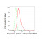 KD-Validated RPA1 Rabbit mAb (20 μl)
