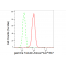 KD-Validated TUBG1 Rabbit mAb (20 μl)