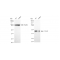 KD-Validated TUBG1 Rabbit mAb (20 μl)