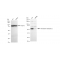 KD-Validated TXNRD2 Rabbit mAb (20 μl)