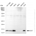 KD-Validated DDT Mouse mAb (20 μl)