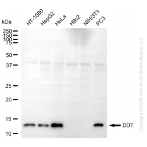 KD-Validated DDT Mouse mAb (20 μl)