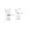KD-Validated Ku70 Rabbit mAb (20 μl)