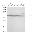 KD-Validated YES1 Rabbit mAb (20 μl)