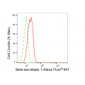 KD-Validated BACE1 Rabbit mAb (20 μl)