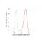 KD-Validated CD276 Rabbit mAb (20 μl)