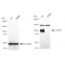 KD-Validated CD276 Rabbit mAb (20 μl)