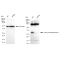 KD-Validated CSF1 Rabbit mAb (20 μl)