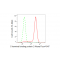 KD-Validated CTBP2 Rabbit mAb (20 μl)