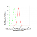 KD-Validated CYFIP1 Rabbit mAb (20 μl)