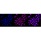 KD-Validated CYFIP1 Rabbit mAb (20 μl)