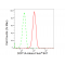 KD-Validated DCP1A Rabbit mAb (20 μl)