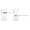 KD-Validated DGAT1 Rabbit mAb (20 μl)