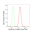 KD-Validated DNM2 Rabbit mAb (20 μl)