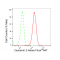 KD-Validated DNM2 Rabbit mAb (20 μl)