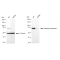 KD-Validated DPP3 Rabbit mAb (20 μl)