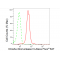 KD-Validated DROSHA Rabbit mAb (20 μl)