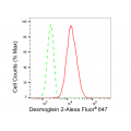 KD-Validated DSG2 Rabbit mAb (20 μl)