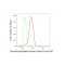 KD-Validated DTYMK Rabbit mAb (20 μl)