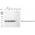 KD-Validated DTYMK Rabbit mAb (20 μl)