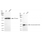 KD-Validated DTYMK Rabbit mAb (20 μl)