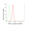 KD-Validated DYNLL1 Rabbit mAb (20 μl)