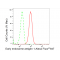 KD-Validated EEA1 Rabbit mAb (20 μl)
