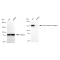 KD-Validated EEA1 Rabbit mAb (20 μl)