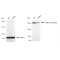 KD-Validated FASN Rabbit mAb (20 μl)