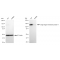 KD-Validated GOLIM4 Rabbit mAb (20 μl)
