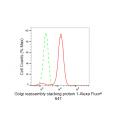 KD-Validated GORASP1 Rabbit mAb (20 μl)