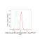 KD-Validated GORASP1 Rabbit mAb (20 μl)