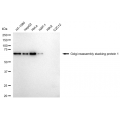 KD-Validated GORASP1 Rabbit mAb (20 μl)