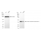 KD-Validated GOT1 Rabbit mAb (20 μl)